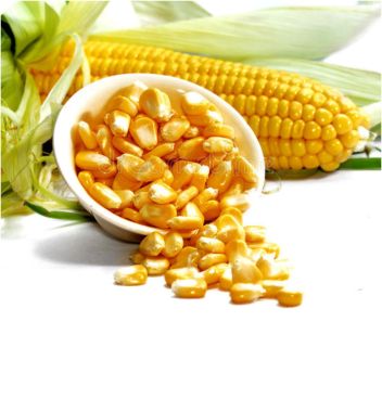 corn 1